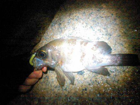 泉南メバル調査