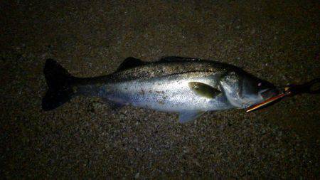 アオリのちシーバス