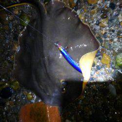 シーバスを狙うも…