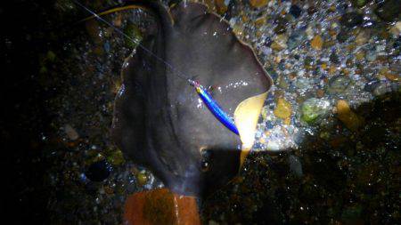 シーバスを狙うも…