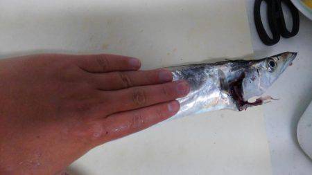 青物はどこにおるんや。。。