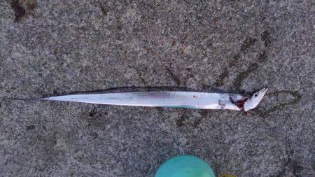 太刀魚からの青物狙い