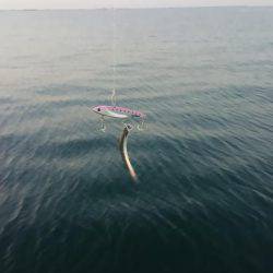 カタクチイワシは、いるけと？