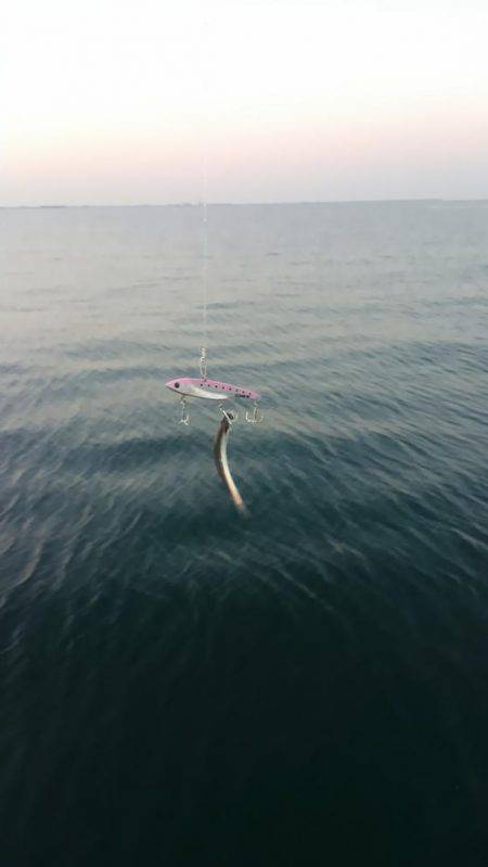 カタクチイワシは、いるけと？