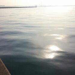 青物が釣りたい！