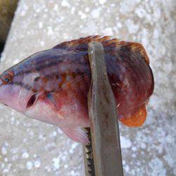 白浜ライトゲーム