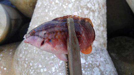 白浜ライトゲーム