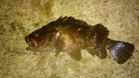 湾奥ロックゲーム開幕！