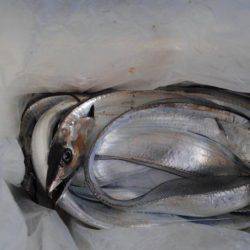 翼港、タチウオ