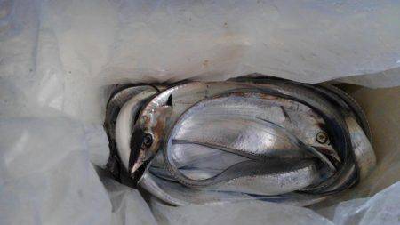 翼港、タチウオ