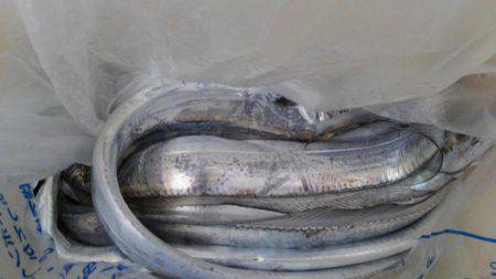 岩屋タチウオまだまだいてる