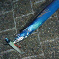 久しぶりの夕方からのタチウオ