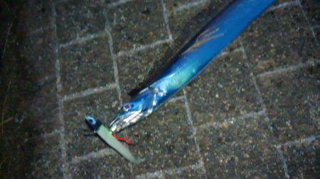 久しぶりの夕方からのタチウオ