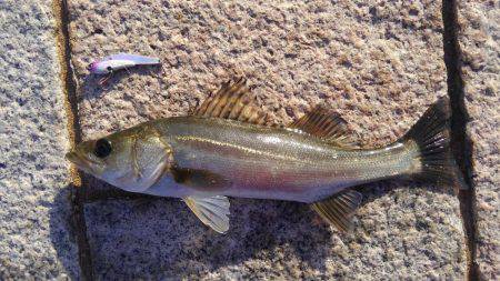 かぶと山公園にて。