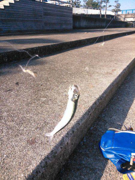 サビキでマイワシ