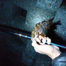 根魚不発チャリコ祭り