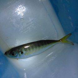 浮き夜釣りでウミタナゴ