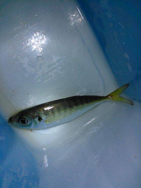 浮き夜釣りでウミタナゴ