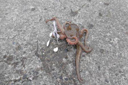 何とか絞り出しました