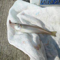 久しぶりに浦港へ釣行しました