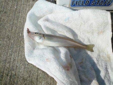 久しぶりに浦港へ釣行しました