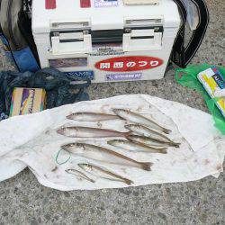 西淡落ち不発で浦港で良型キスゲット