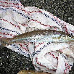 おのころアイランドで良型キスゲット