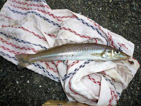 おのころアイランドで良型キスゲット