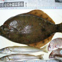 二見人工島へ落ちギス調査