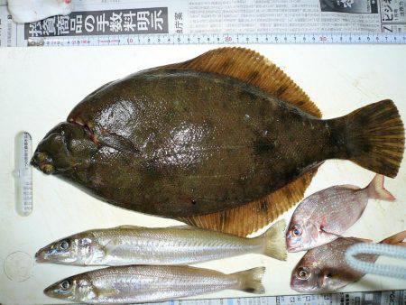 二見人工島へ落ちギス調査