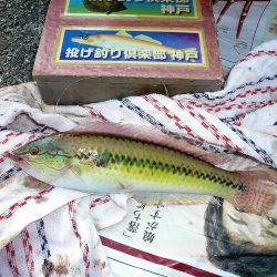 二見人工島に落ちギス入る