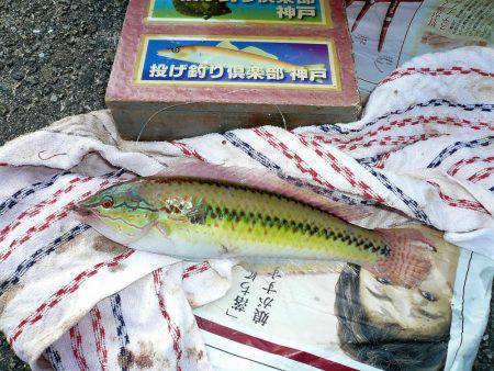 二見人工島に落ちギス入る