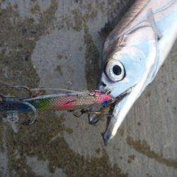 久しぶりのタチウオ