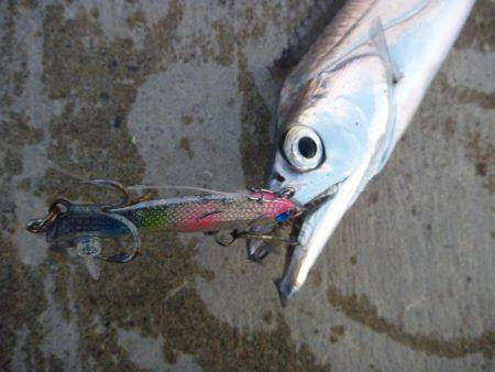 久しぶりのタチウオ