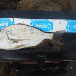 こんなん出ました・・・アオリイカ・・・