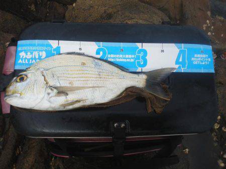 こんなん出ました・・・アオリイカ・・・