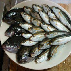 秋のメジナ狙い