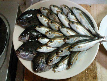 秋のメジナ狙い