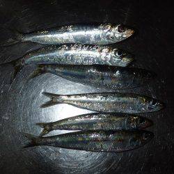 イカ渋い！　イワシすごい！