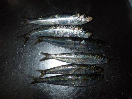 イカ渋い！　イワシすごい！