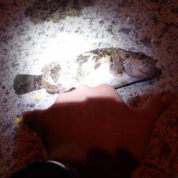 メバリング・・・