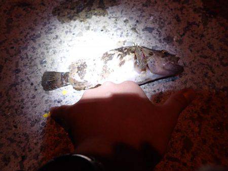 メバリング・・・