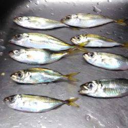 アオリイカ終わった?