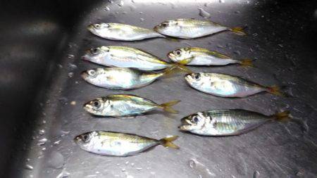 アオリイカ終わった?