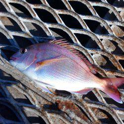 飽きない程度に釣れてる