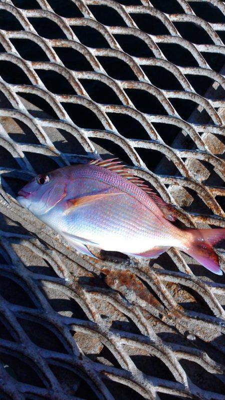 飽きない程度に釣れてる