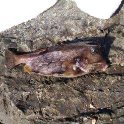 グレ狙いでしたが・・・