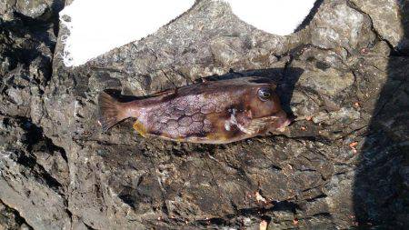 グレ狙いでしたが・・・