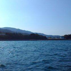 まだまだアオリイカ