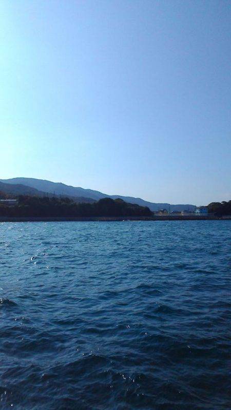 まだまだアオリイカ